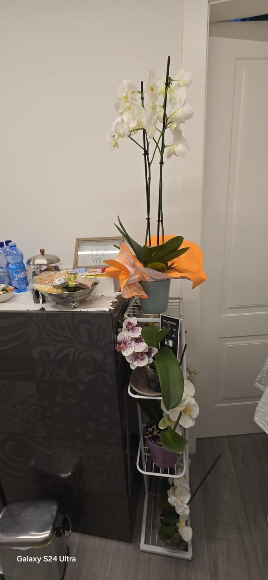 Orchidea Bed & Breakfast Bologna Bagian luar foto